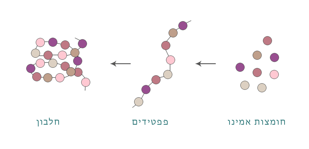 פפטידים-לעור-נובה